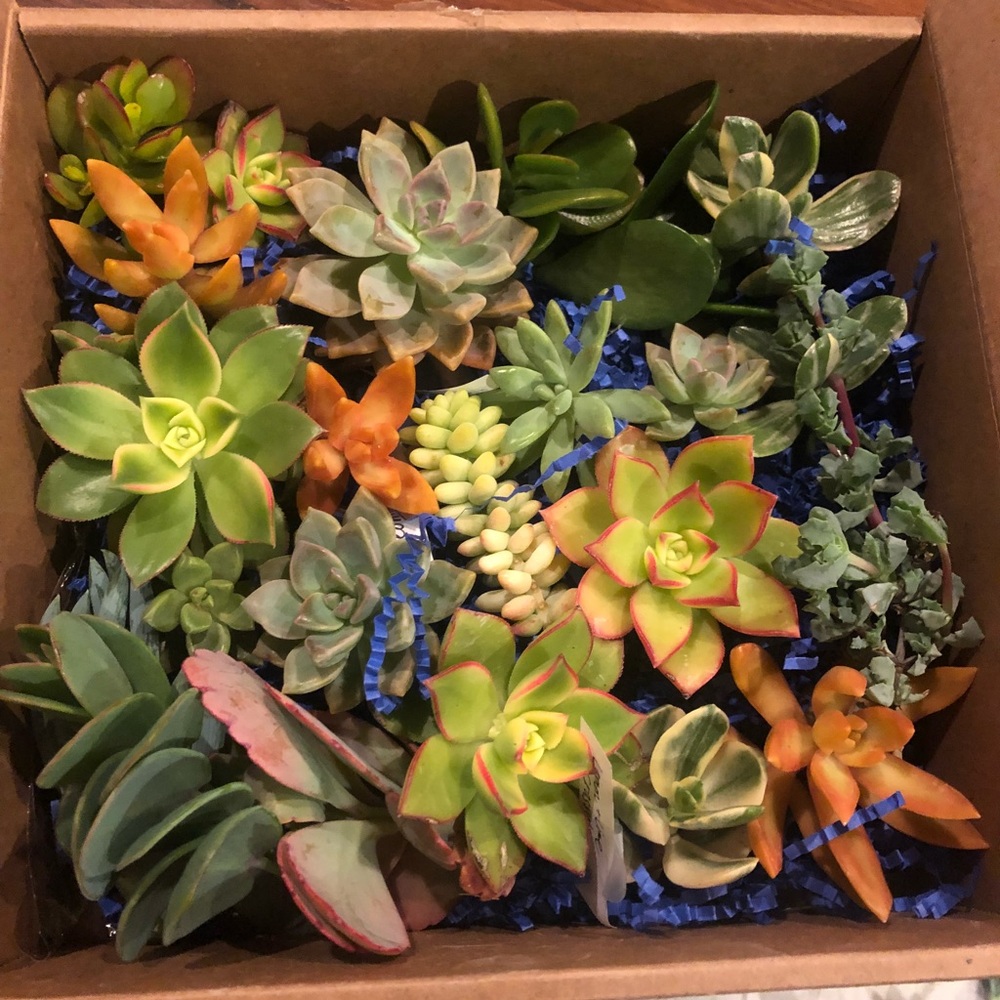 Assorted succulent clippings